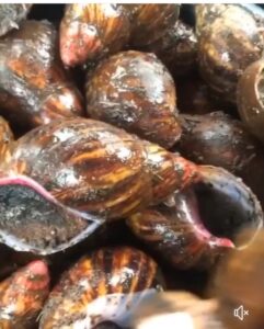 custard paint bush snails