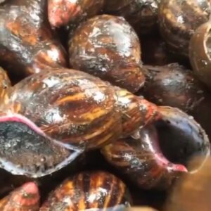 custard paint bush snails