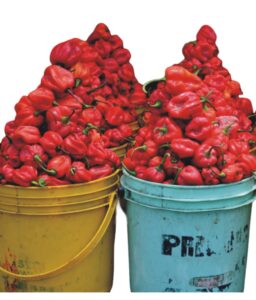 Cameroon pepper
