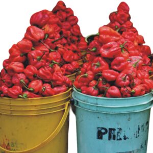 Cameroon pepper