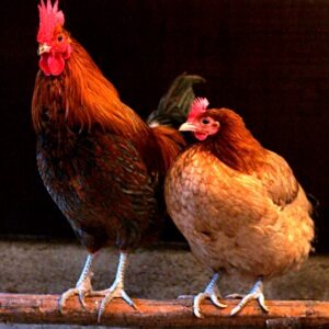 Chicken